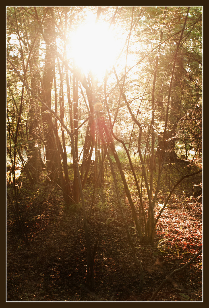 Sonnenuntergang in Holzlar