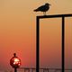 Sonnenuntergang in Istanbul