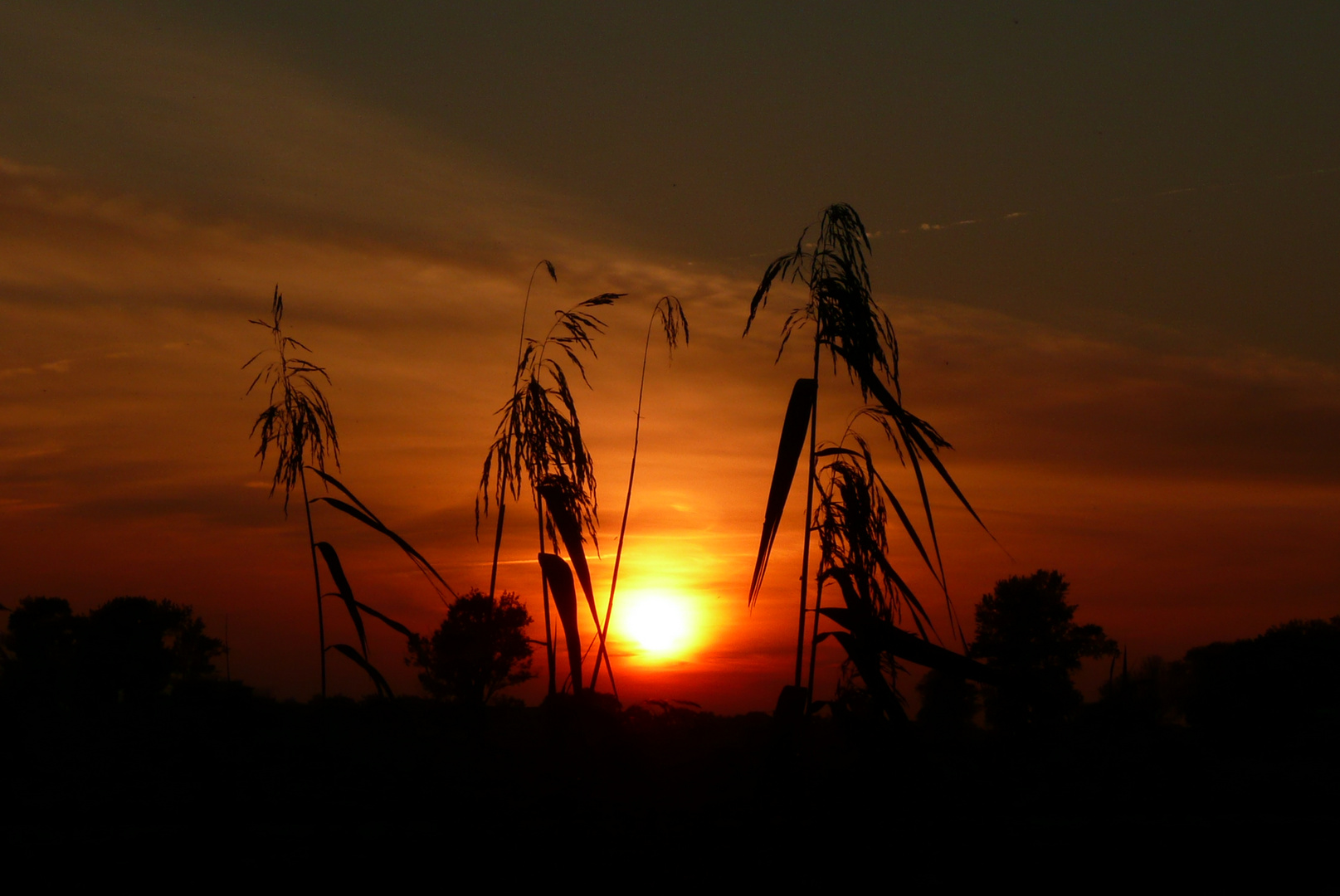 Sonnenuntergang in Jork im alten Land