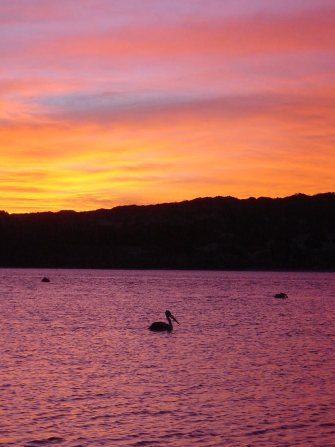 Sonnenuntergang in Kalbarri mit Pelikan *reloaded*