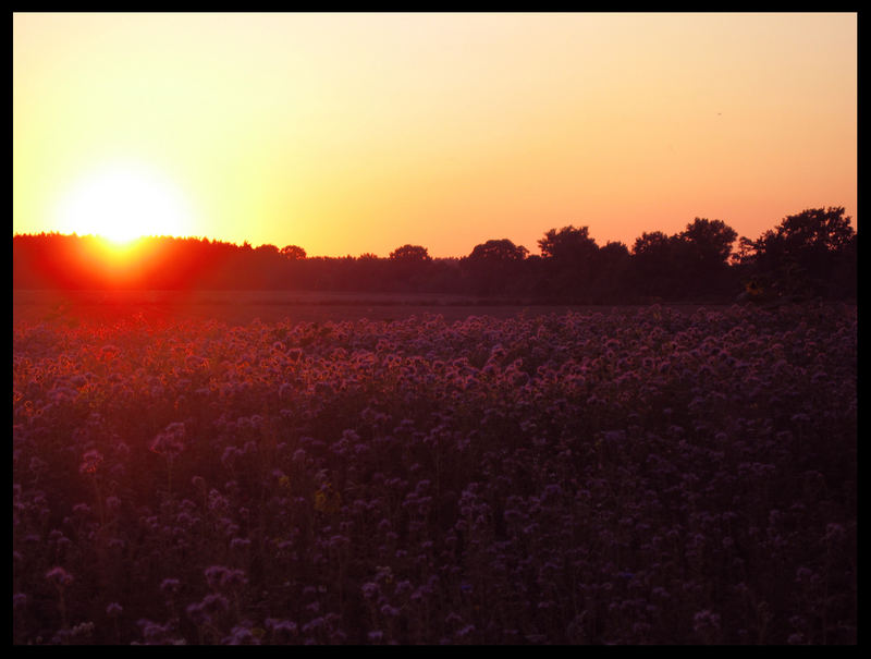 sonnenuntergang in kladow...