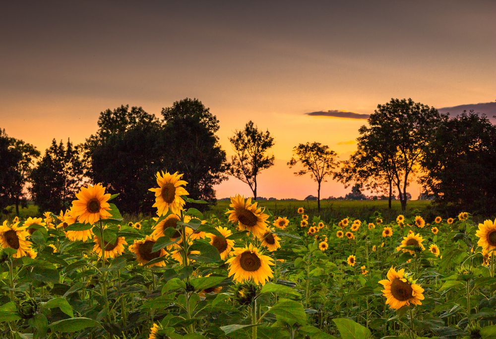 Sonnenuntergang in Mitling-Mark