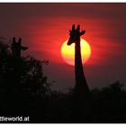 Sonnenuntergang in Namibia