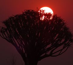 Sonnenuntergang in Namibia