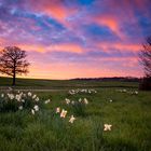 Sonnenuntergang in Niederbardenberg