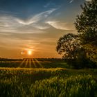 Sonnenuntergang in Ostholstein im Feld