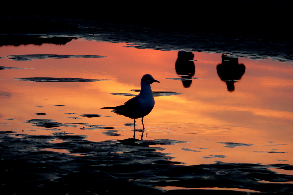 Sonnenuntergang in Prerow