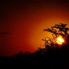 Sonnenuntergang in Rancho Peinado,Pantanal..