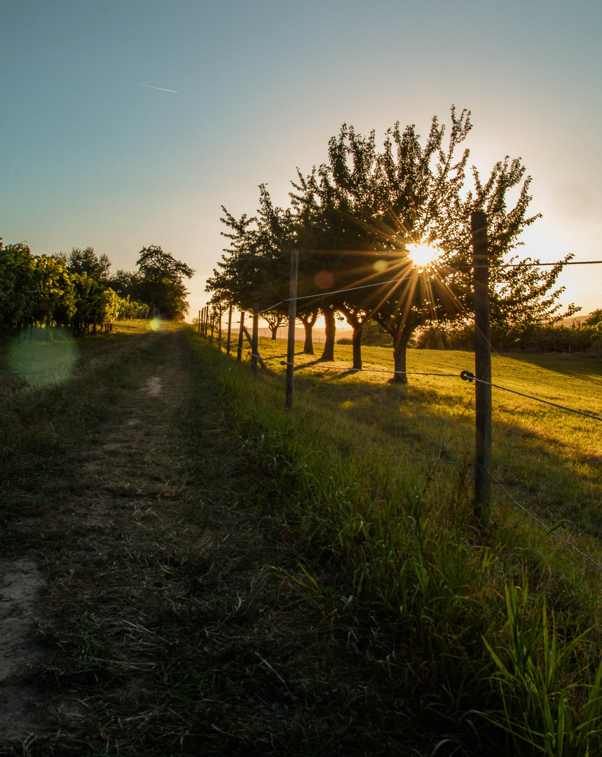 Sonnenuntergang in Rheinhessen