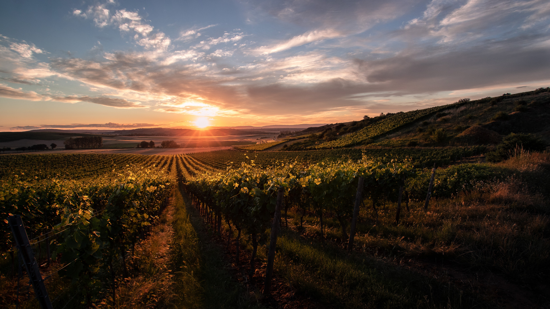 Sonnenuntergang in Rheinhessen 