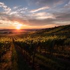 Sonnenuntergang in Rheinhessen 