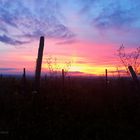 Sonnenuntergang in Rheinhessen