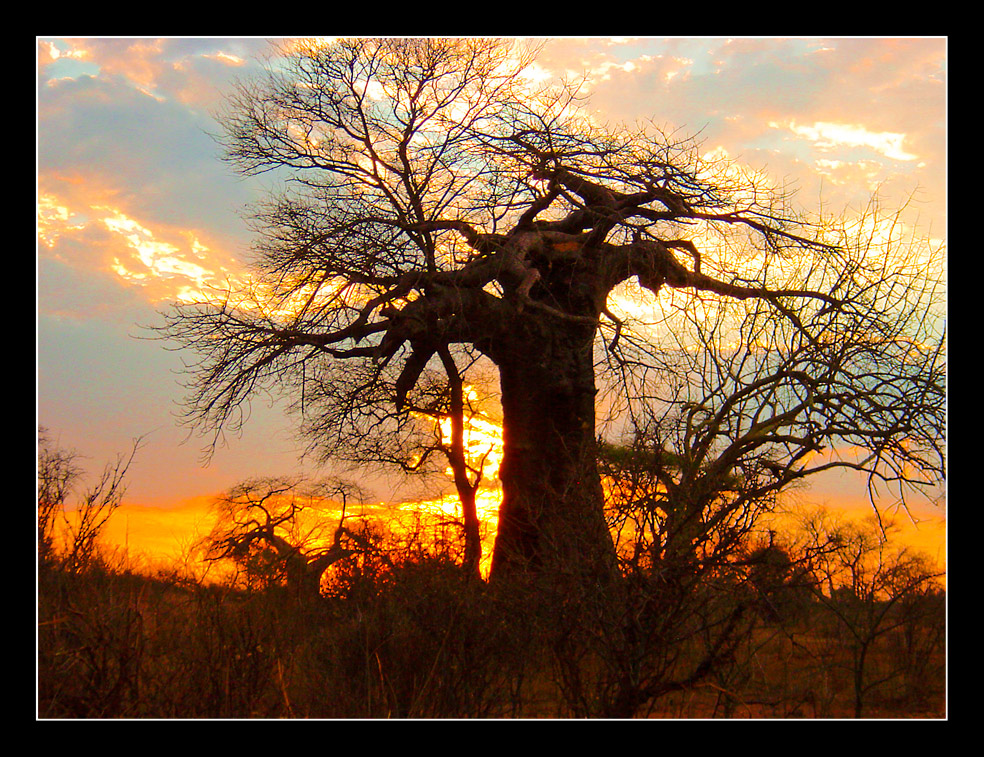 Sonnenuntergang in Ruaha