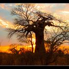 Sonnenuntergang in Ruaha