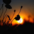 Sonnenuntergang in Sandhausens Dünen. 