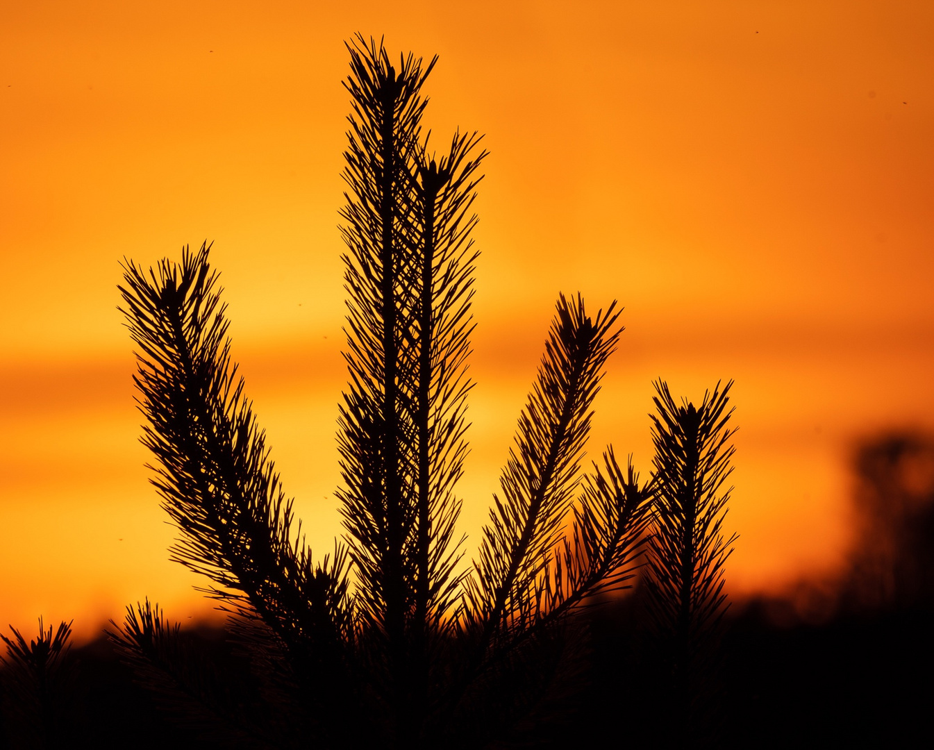 Sonnenuntergang in Schwarzenfeld