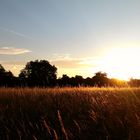 Sonnenuntergang in Stuttgart - Rosensteinpark