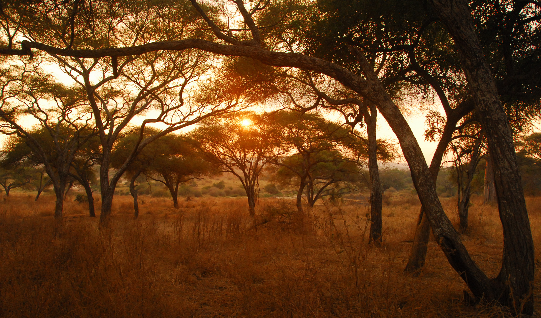 Sonnenuntergang in Tarangire