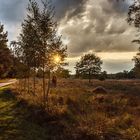 Sonnenuntergang in Wacholderheide, NRW