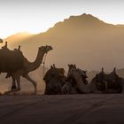 Sonnenuntergang in Wadi Rum