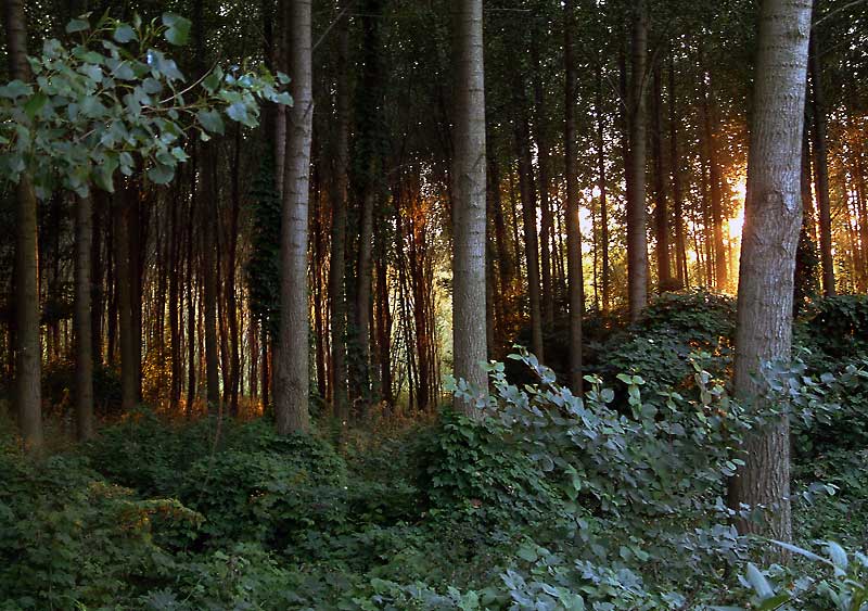 Sonnenuntergang in Wald