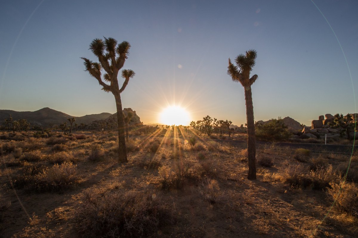 Sonnenuntergang-Joshua-Tree