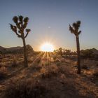 Sonnenuntergang-Joshua-Tree