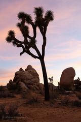 Sonnenuntergang Joshua Tree National Park