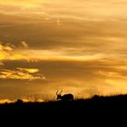 Sonnenuntergang Lake Nakuru