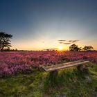 Sonnenuntergang - Lüneburger Heide