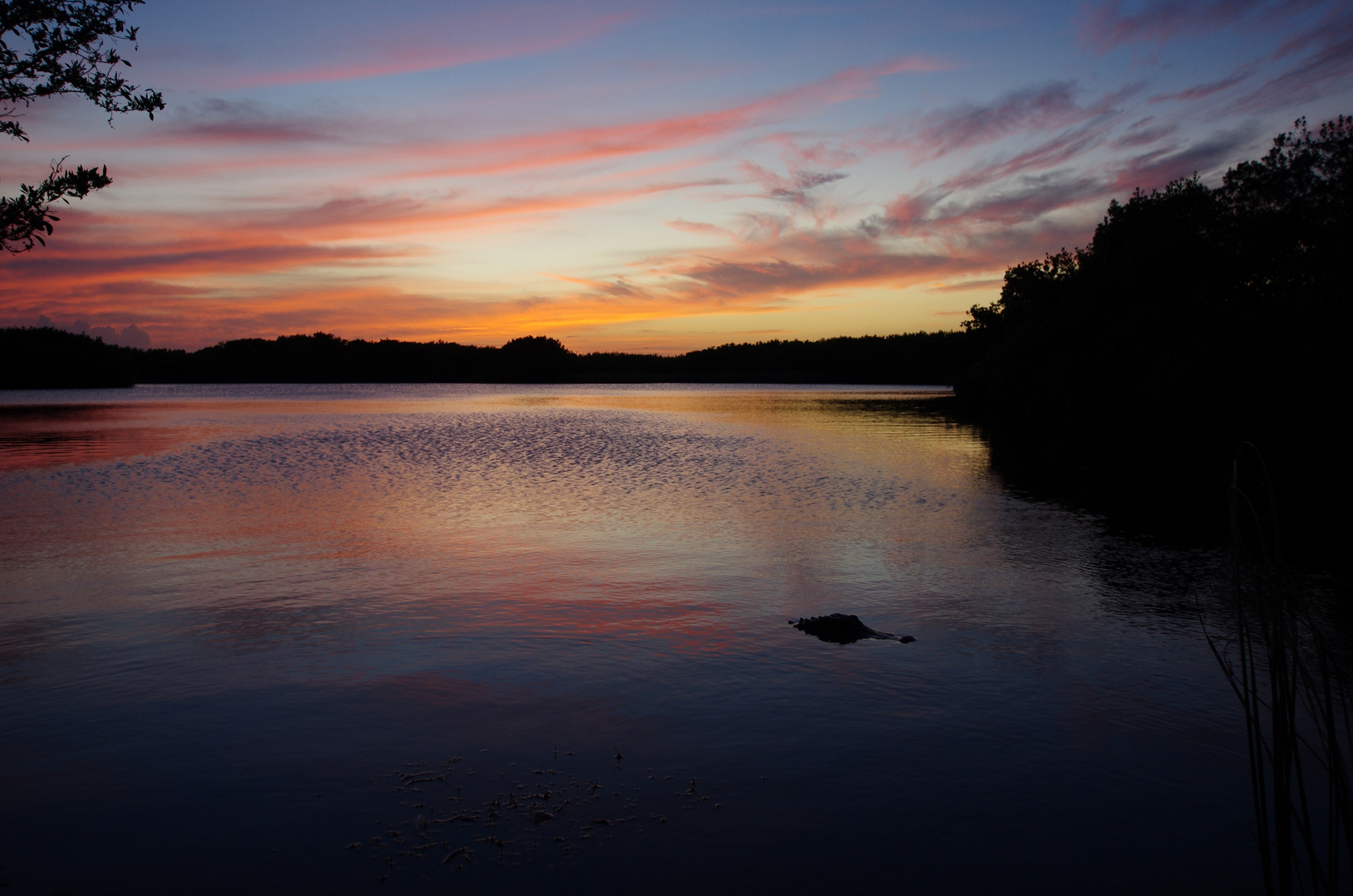 Sonnenuntergang mit Alligator. Wie romantisch!!