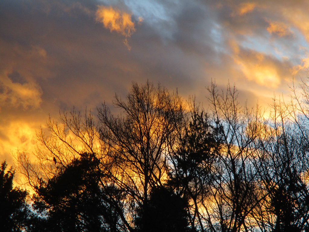  Sonnenuntergang mit Amsel