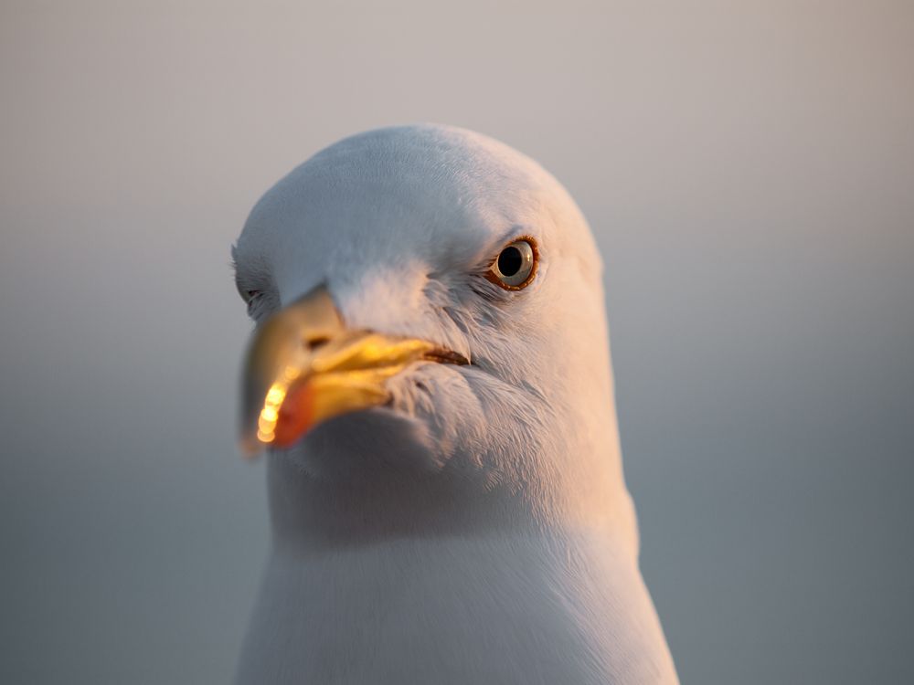 Sonnenuntergang mit Auge einer Möwe