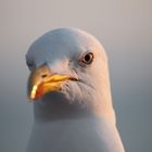 Sonnenuntergang mit Auge einer Möwe