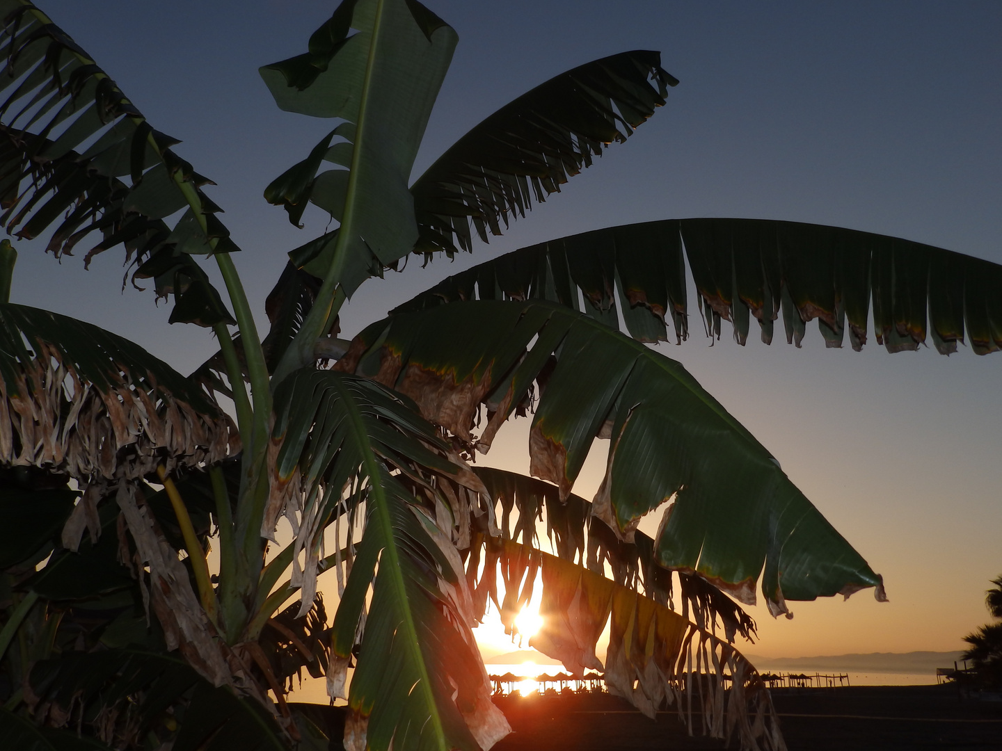 Sonnenuntergang mit Bananen Baum