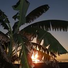 Sonnenuntergang mit Bananen Baum