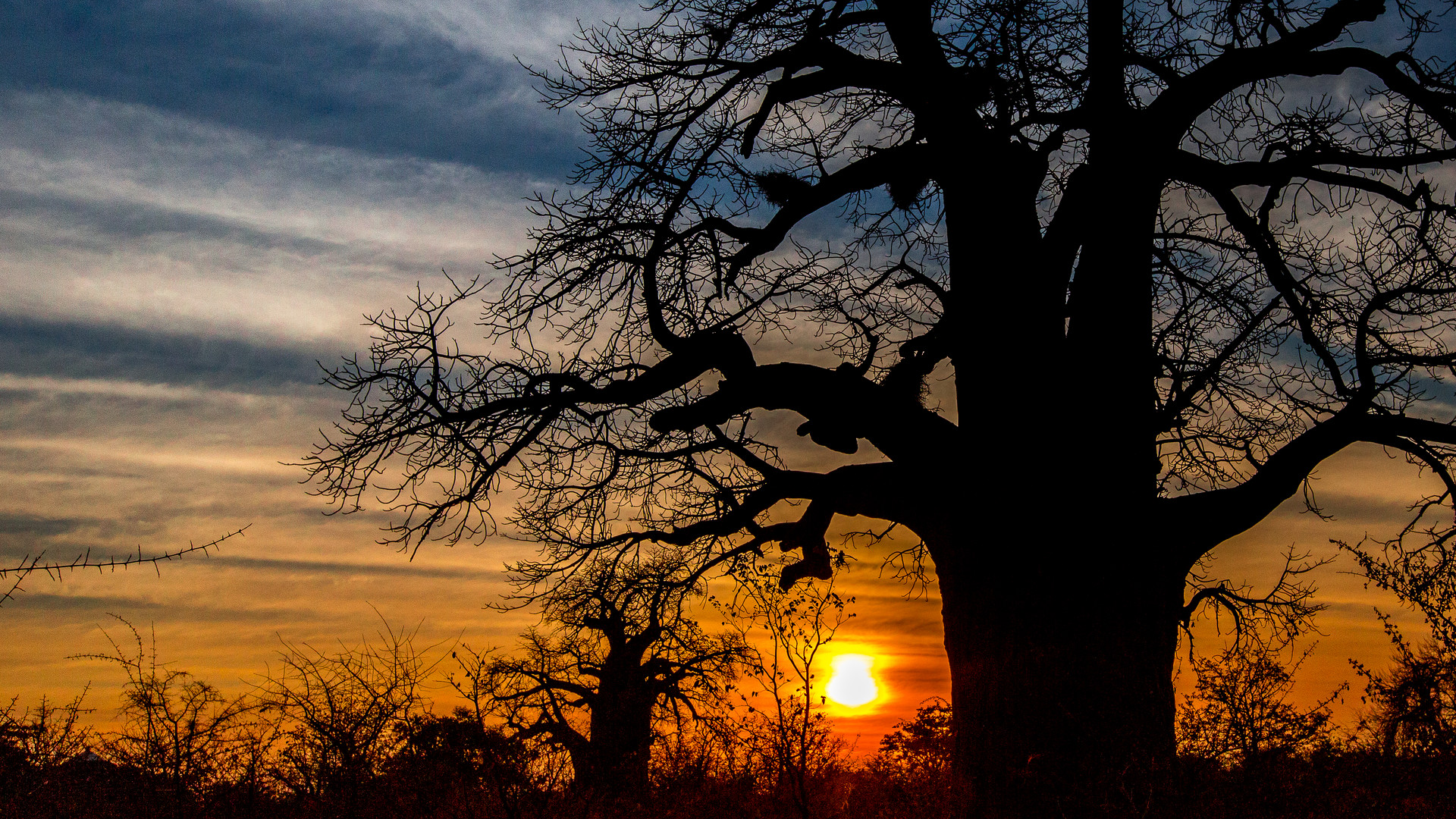 Sonnenuntergang mit Baobabs