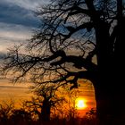 Sonnenuntergang mit Baobabs