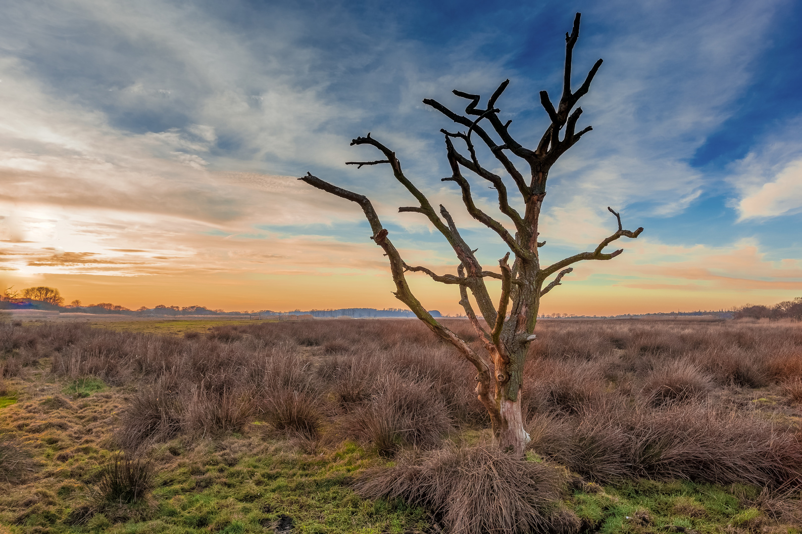 Sonnenuntergang mit Baum