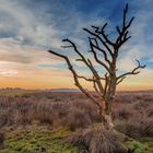 Sonnenuntergang mit Baum