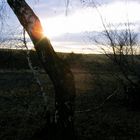 Sonnenuntergang mit Baum