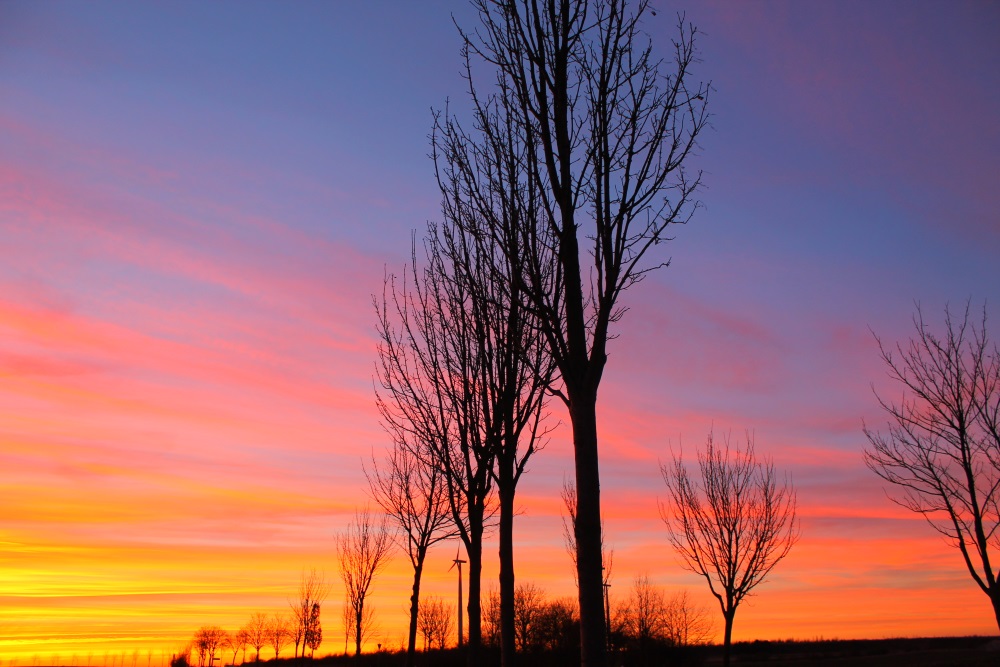 Sonnenuntergang mit Baum / Allee