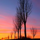 Sonnenuntergang mit Baum / Allee