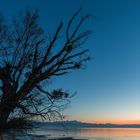 Sonnenuntergang mit Baum