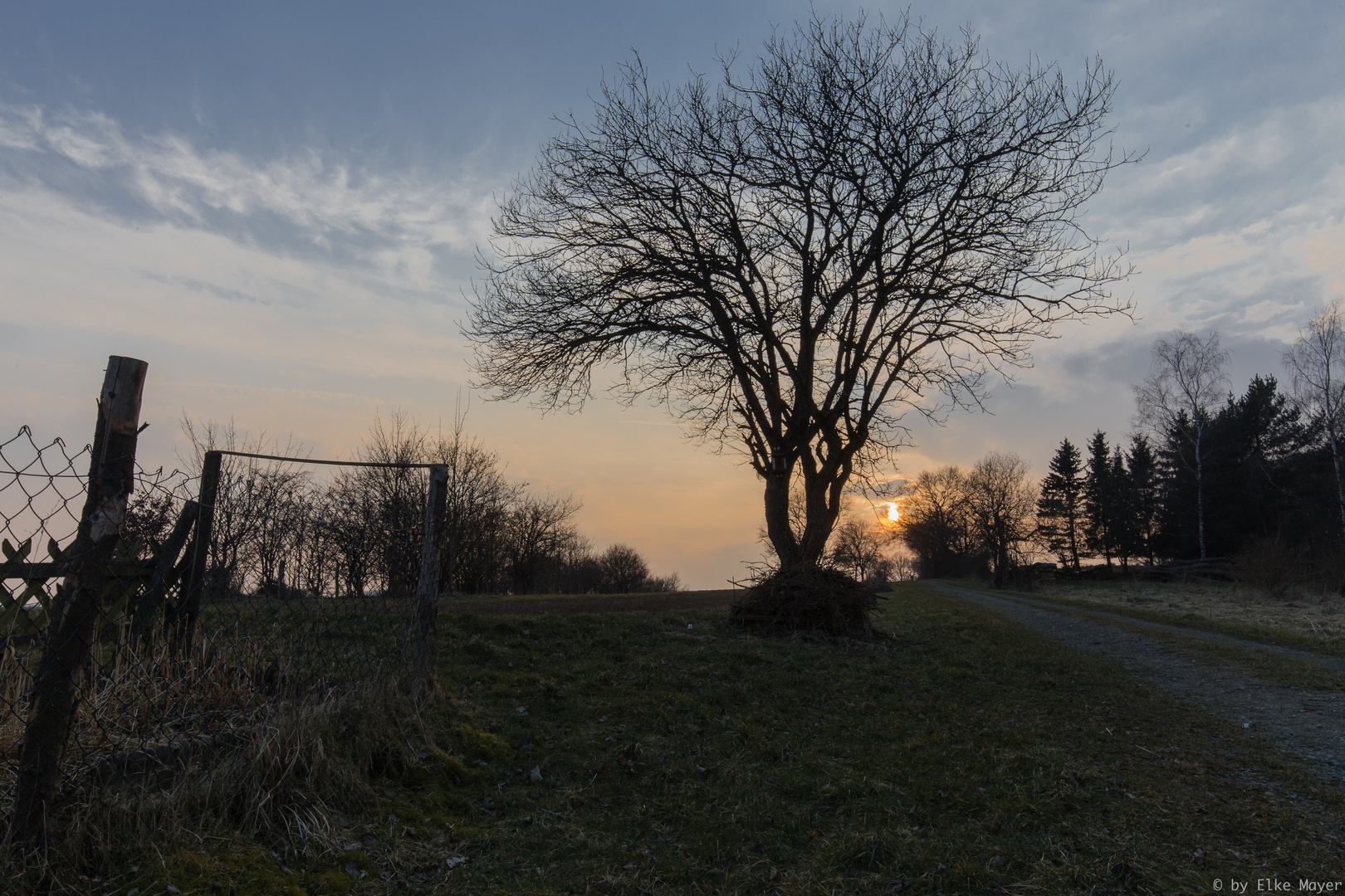 Sonnenuntergang mit Baum