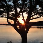 Sonnenuntergang mit Baum Malente 2012