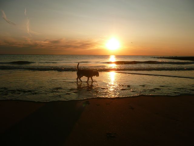 Sonnenuntergang mit Benny