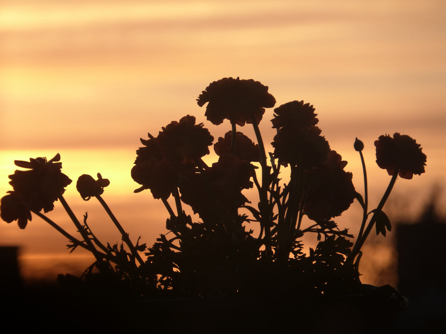 Sonnenuntergang mit Blumen