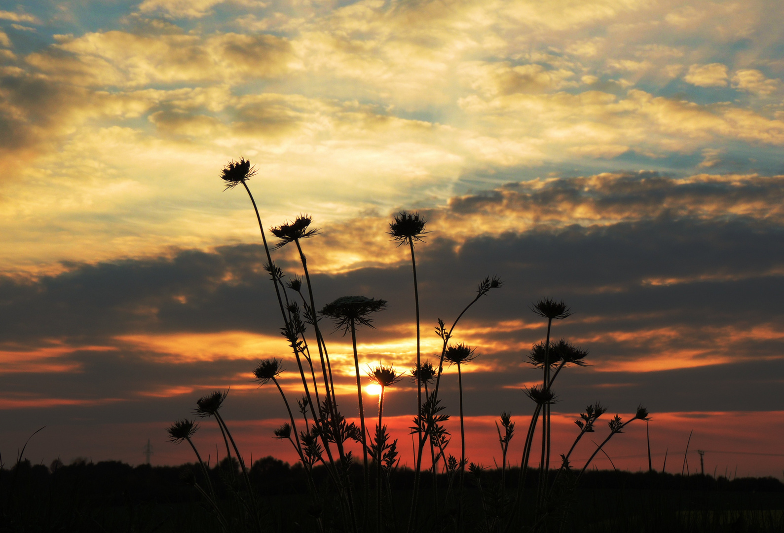 Sonnenuntergang mit blumigem Schattenspiel