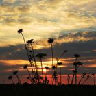 Sonnenuntergang mit blumigem Schattenspiel